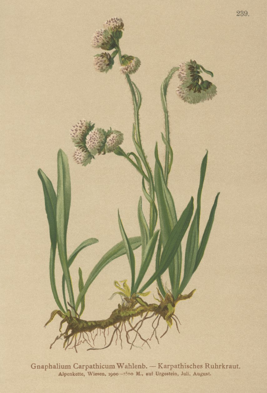 Gnaphalium carpathicum (Gnaphalium carpathicum) af German School