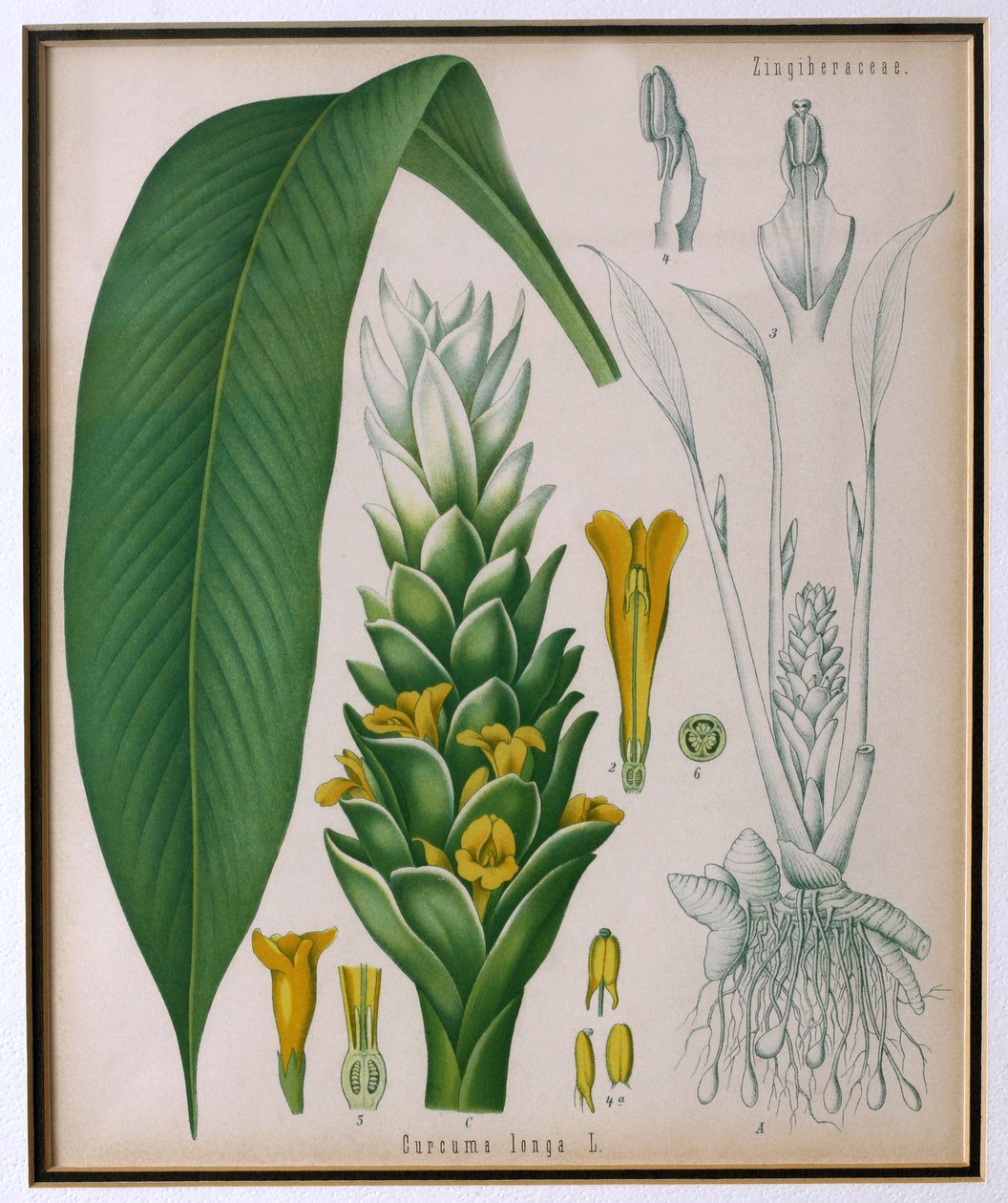 Curcuma longa (gurkemeje) fra Kohlers Medicinal Plants af Franz Eugen Kohler af German School