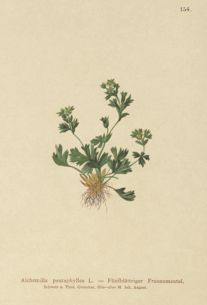 Skåret bladet Ladys Mantle (Alchemilla pentaphyllea) af German School