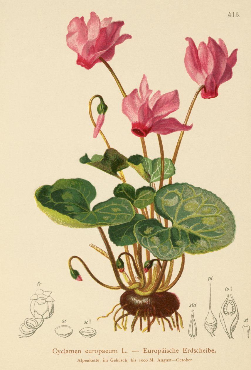 Cyclamen (Cyclamen europaeum) af German School