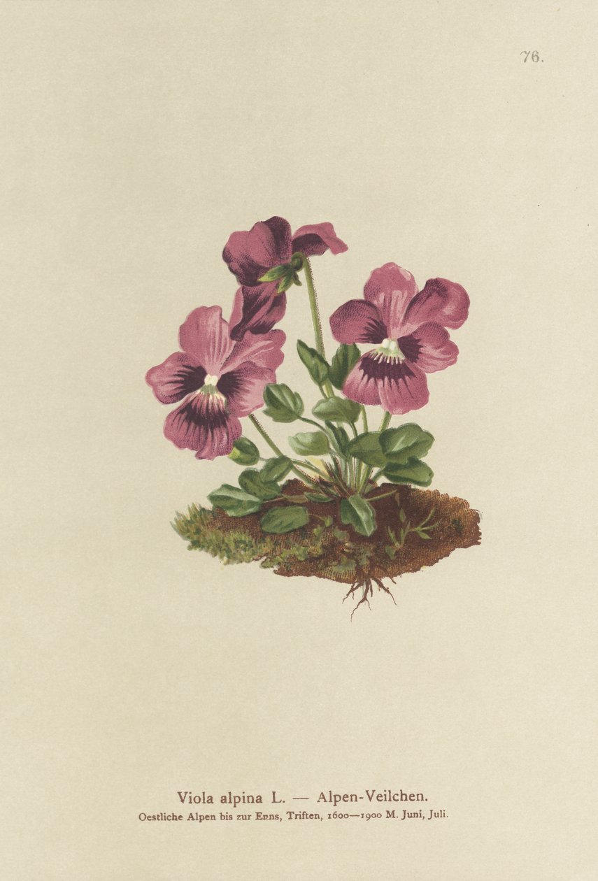 Cyclamen, Alpeviol (Viola alpina) af German School