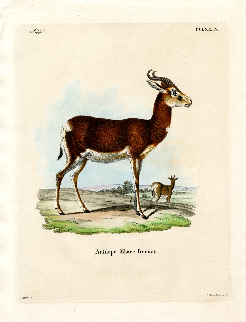 Dama Gazelle (farvet gravering) af German School