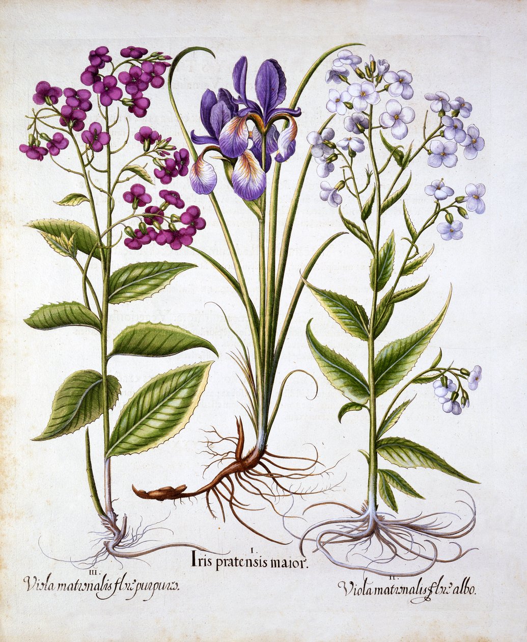 Dames Violet and a Field Iris, fra Hortus Eystettensis, af Basil Besler (1561-1629), pub. 1613 (håndfarvet gravering) af German School