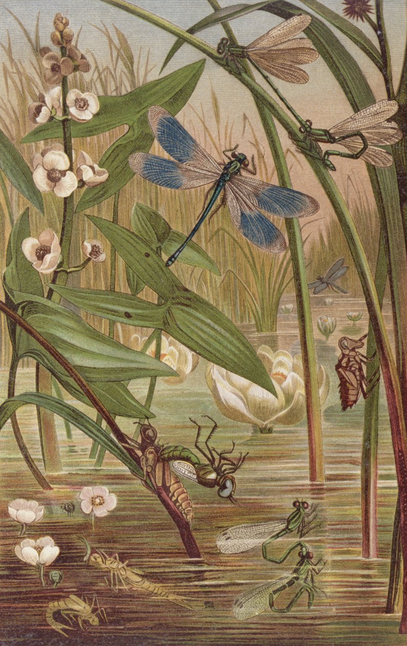 Damselfly Hatching, tallerken fra Brehms Animal Life: General Knowledge of the Animal Kingdom, vol.9, s.554, udgivet af Bibliografisk Institut, 1892 af German School