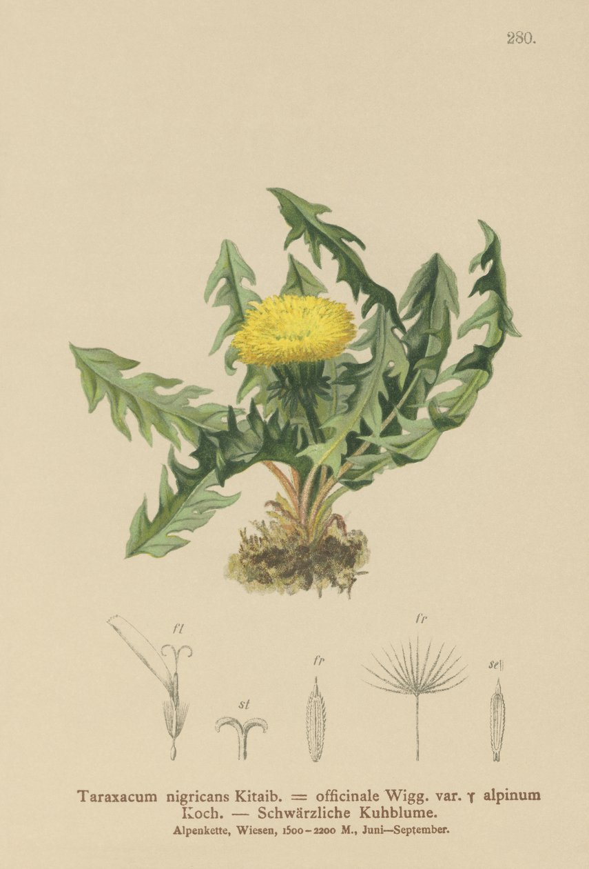 Dandelion (Taraxacum nigricans, Taraxacum officinale var. Alpinum) af German School