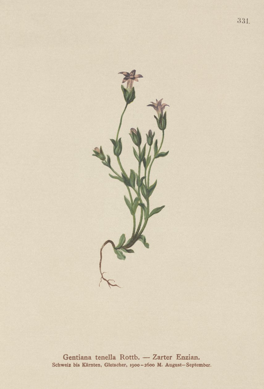 Danes Dværg-Ensian (Gentiana tenella, Gentianella tenella, Comastoma tenellum) af German School