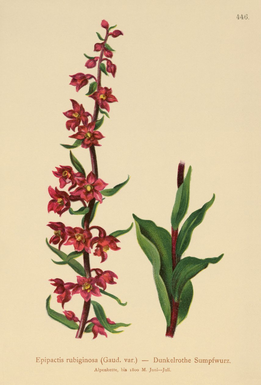 Mørkerød Helleborine (Epipactis atrorubens, Epipactis rubiginosa) af German School