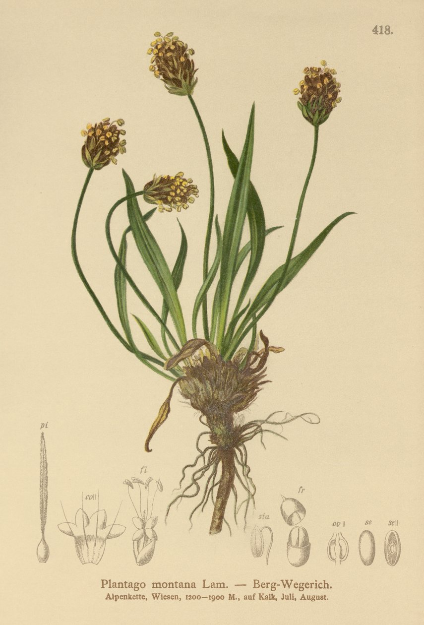 Mørk vejbred (Plantago atrata, Plantago montana) af German School