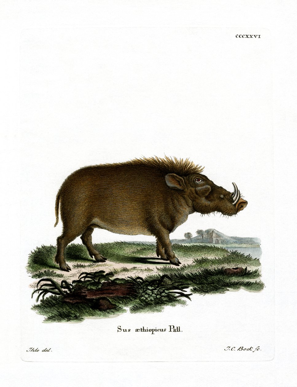 Desert Warthog (farvet gravering) af German School