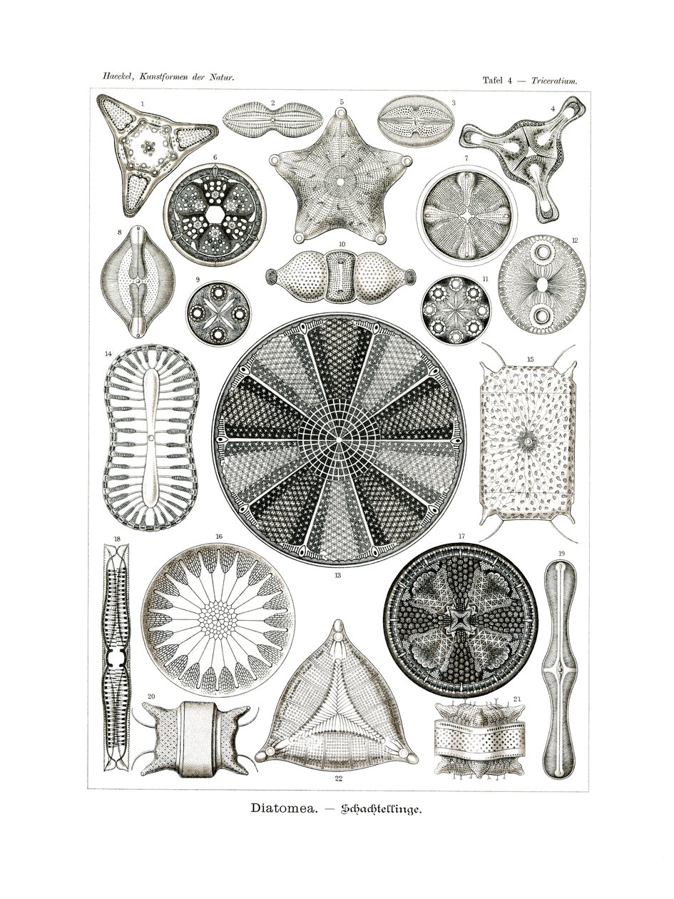 Diatomea, 1899-1904 af German School