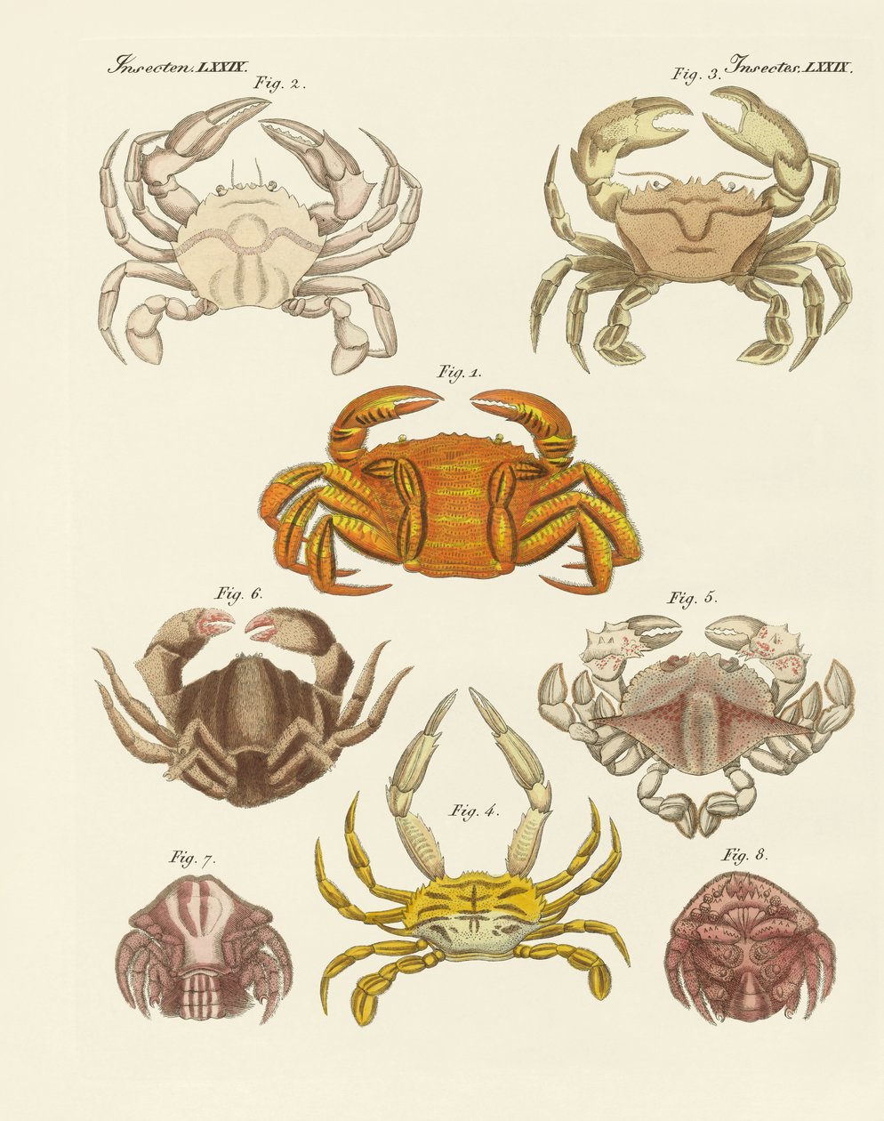 Forskellige slags krabber (farvet gravering) af German School