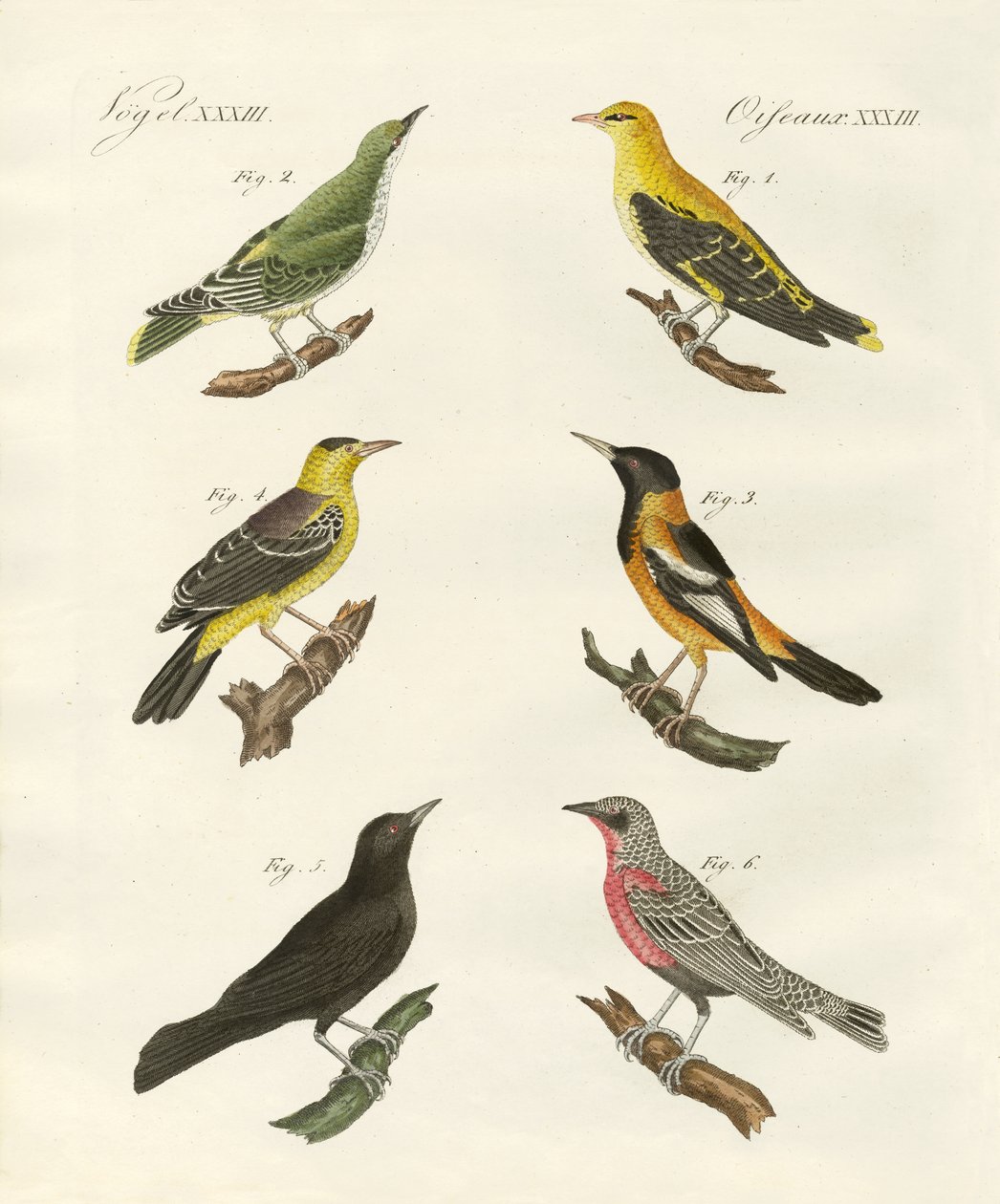 Forskellige slags gylden oriole af German School