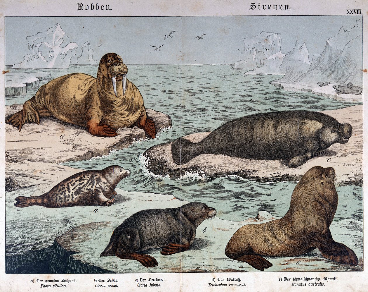 Forskellige typer sæler (marmorsæl til venstre), hvalros (øverst til venstre) og søløver - i "Natural history of pattedyr", red. Schreiber, München af German School