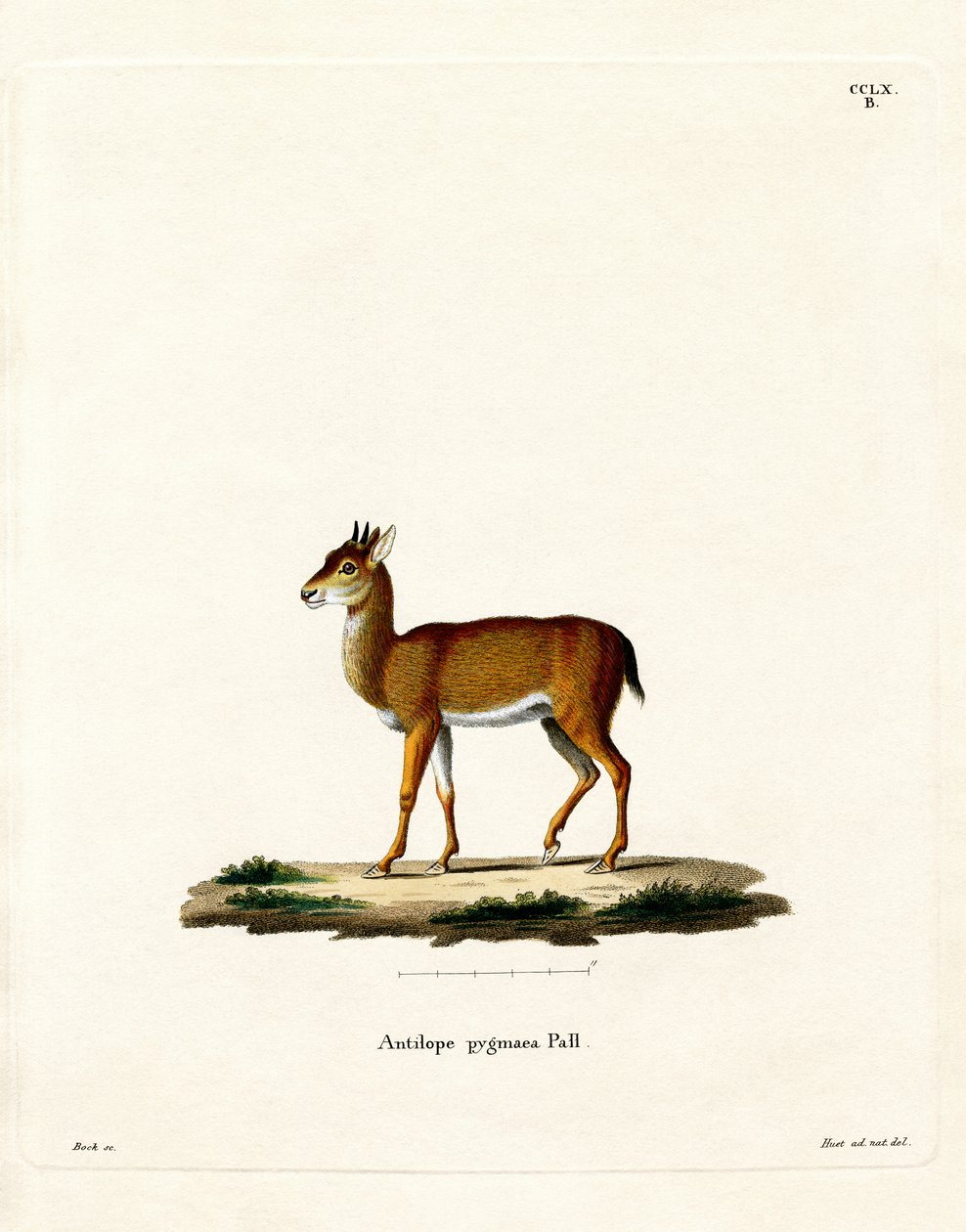 Dik-dik (farvet gravering) af German School