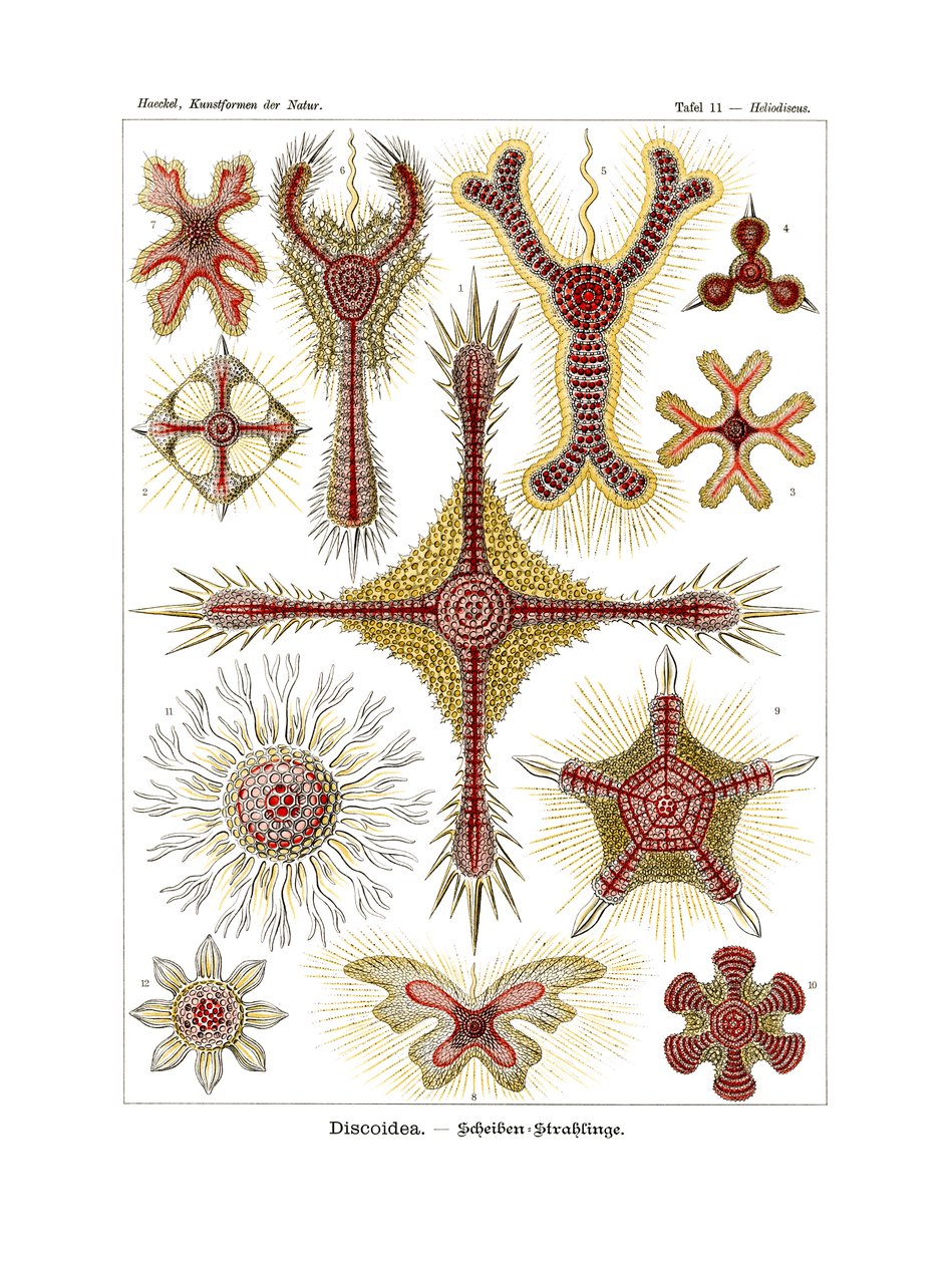Discoidea, 1899-1904 af German School