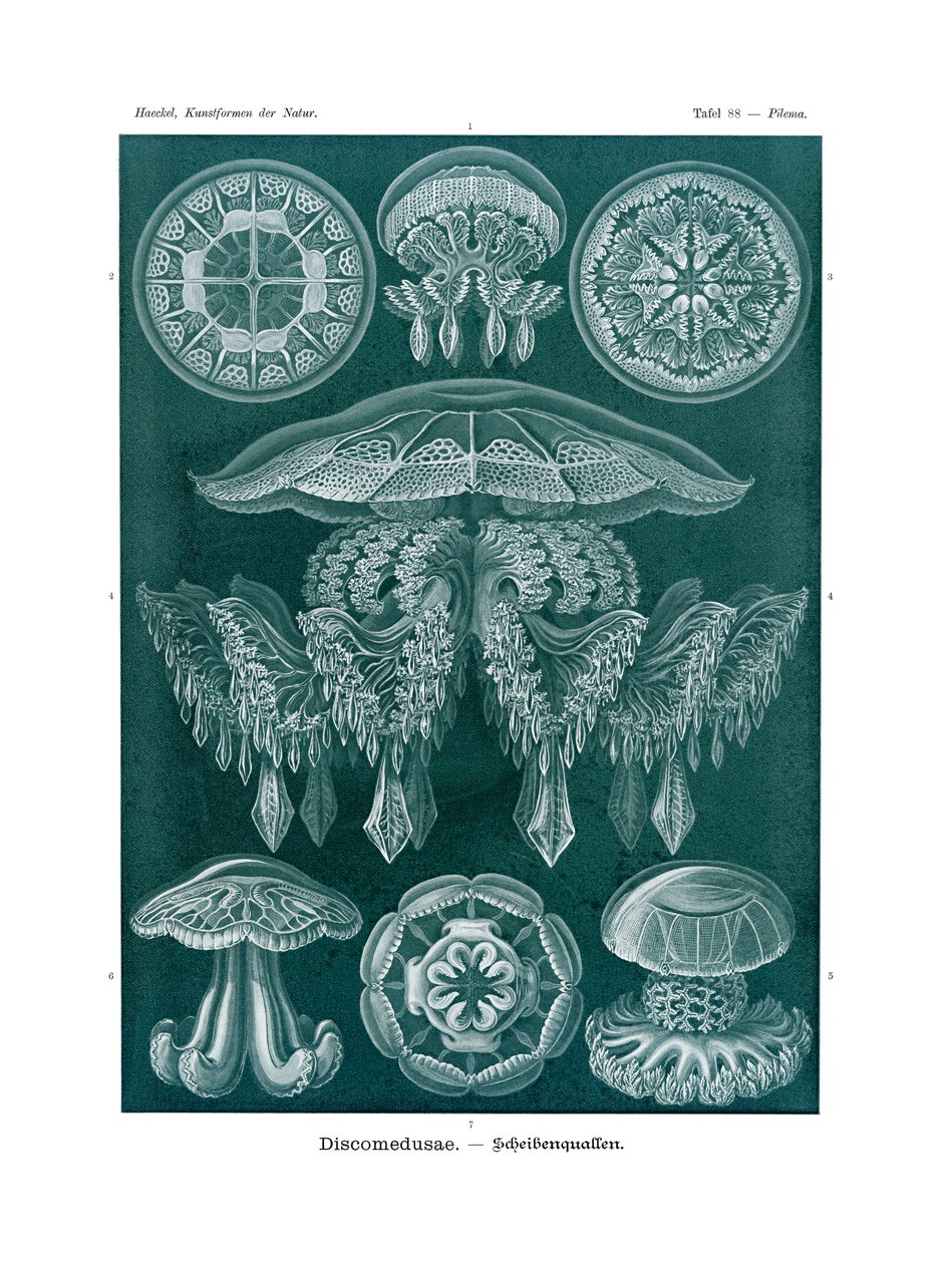 Discomedusae, 1899-1904 af German School