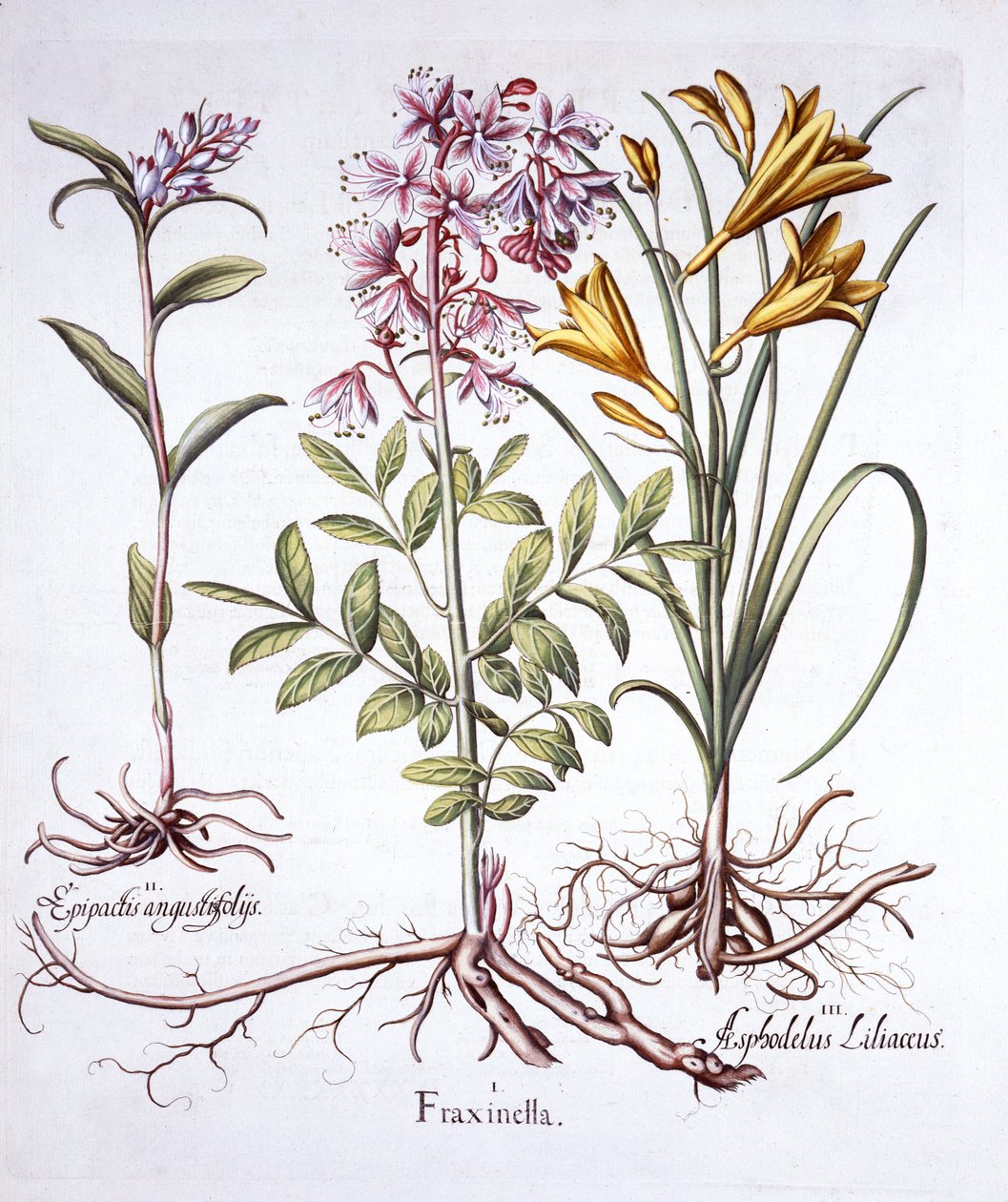 Dittany, White Helleborine og Yellow Day Lily, fra Hortus Eystettensis, af Basil Besler (1561-1629), pub. 1613 (håndfarvet gravering) af German School