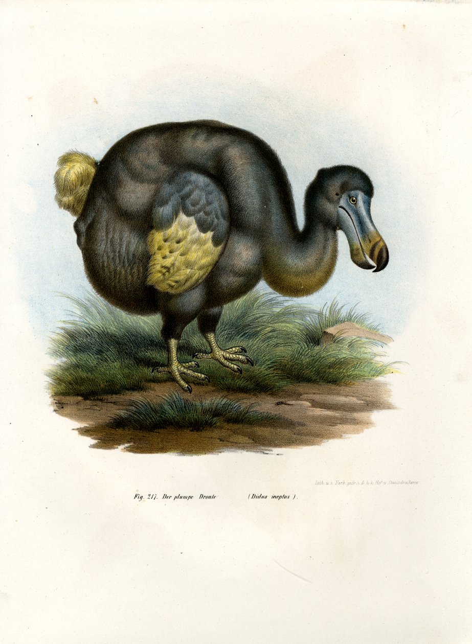Dodo, 1864 af German School