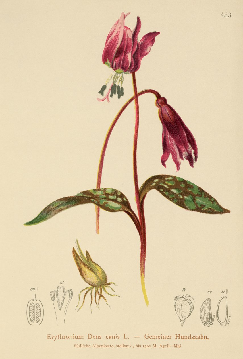 Hundetand Violet (Erythronium Dens canis, Erythronium caninum ) af German School