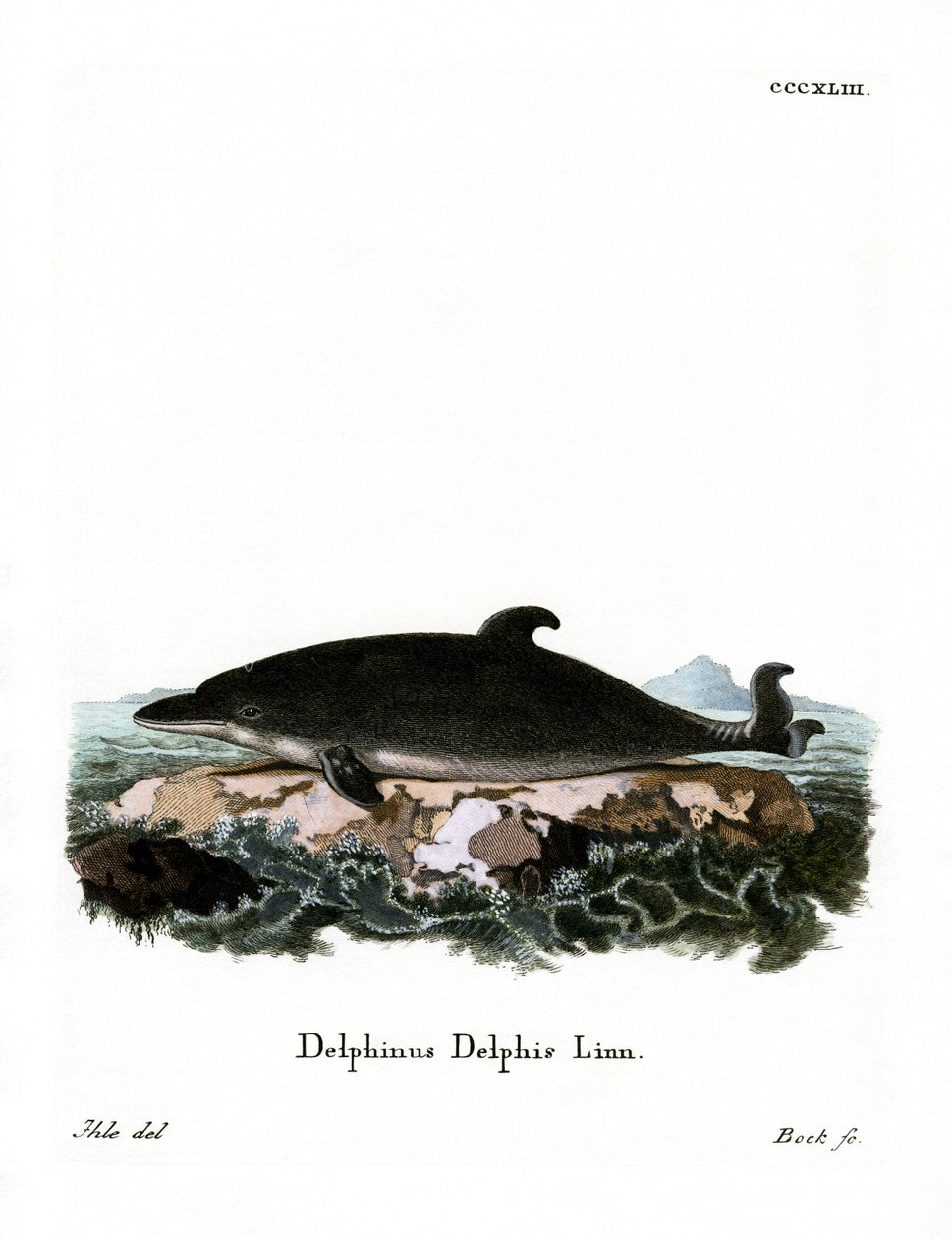 Delfin (farvet gravering) af German School