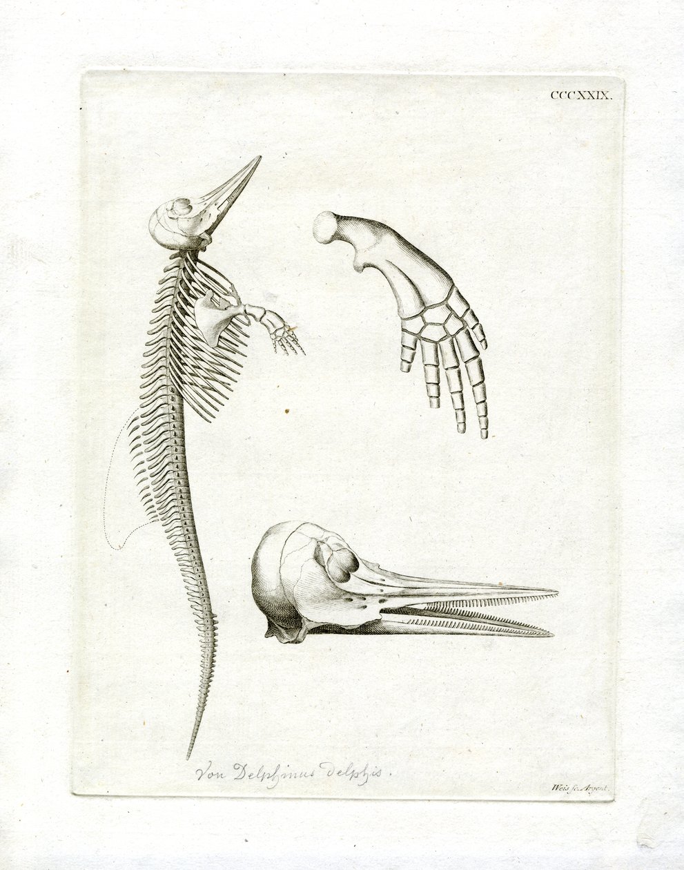 Delfinskelet (farvet gravering) af German School