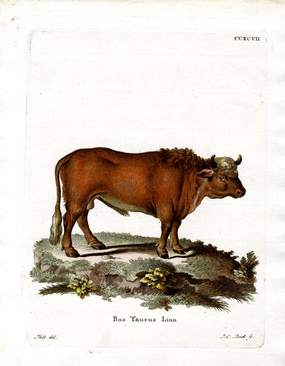 Tamkvæg (farvet gravering) af German School