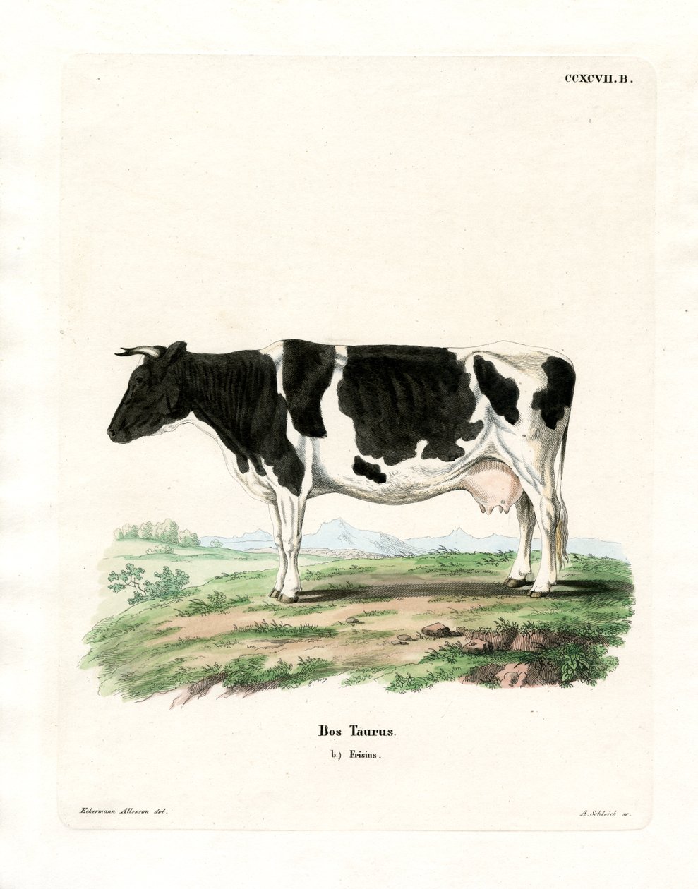 Tamkvæg (farvet gravering) af German School