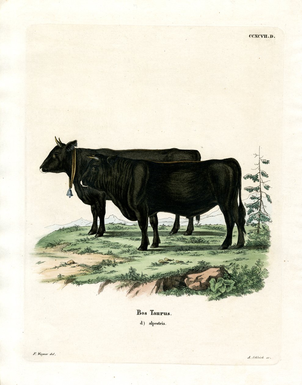Tamkvæg (farvet gravering) af German School