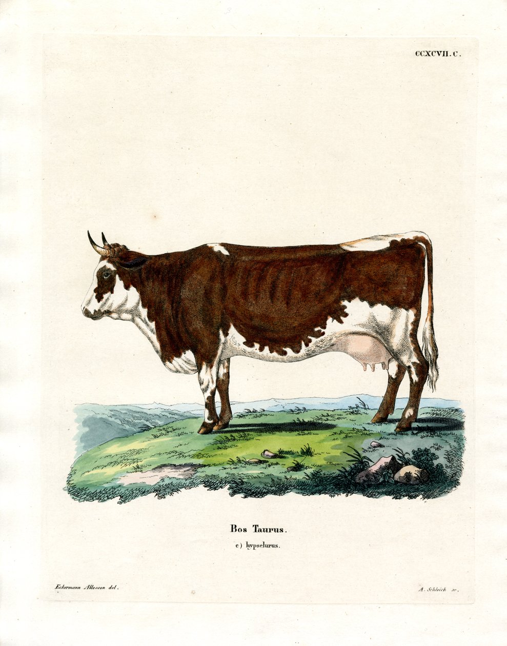 Tamkvæg (farvet gravering) af German School
