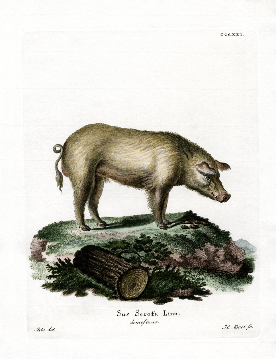 Tamgris (farvet gravering) af German School
