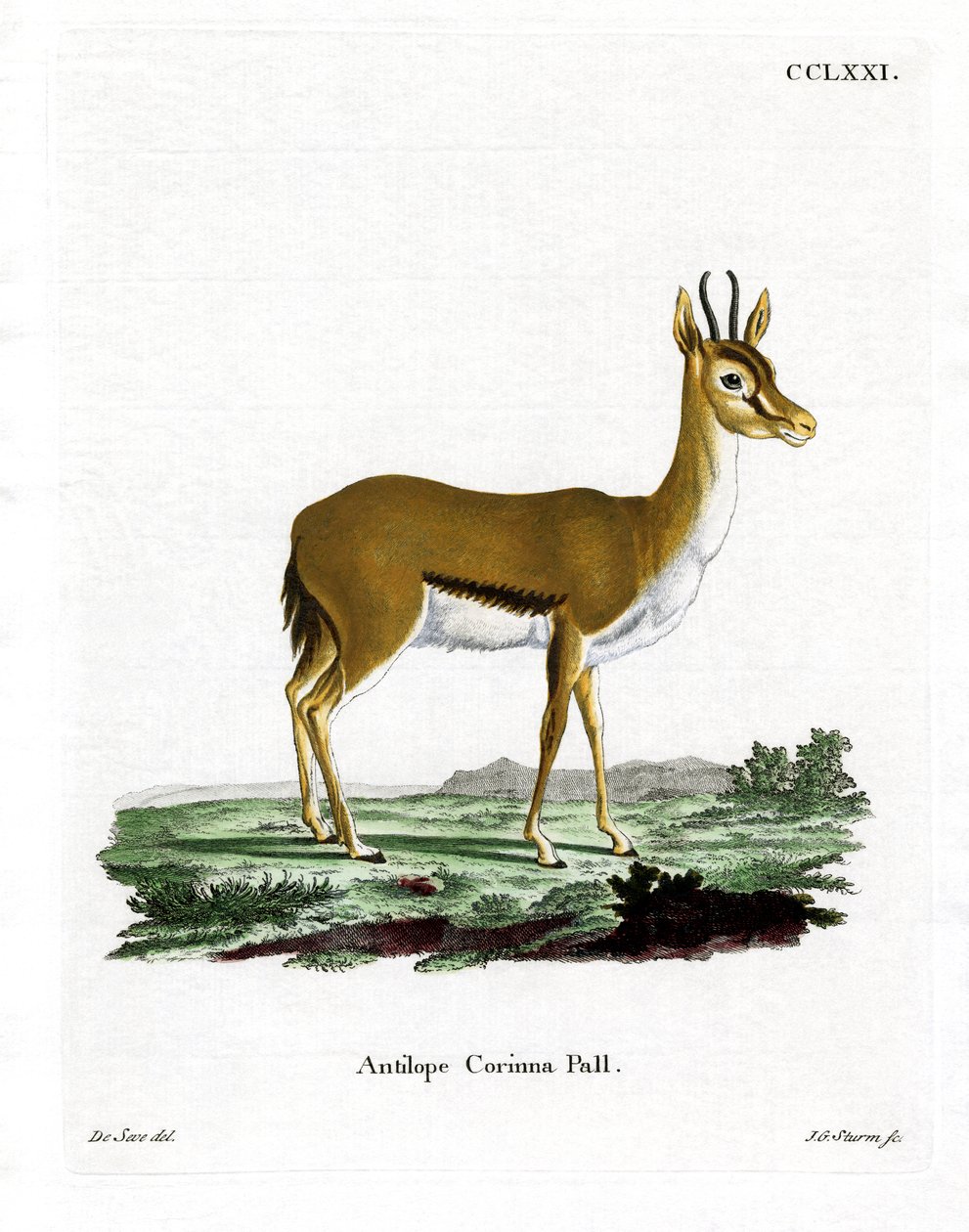 Dorcas Gazelle (farvet gravering) af German School