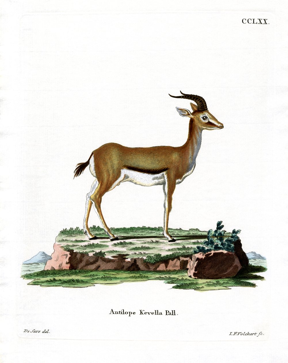 Dorcas Gazelle (farvet gravering) af German School
