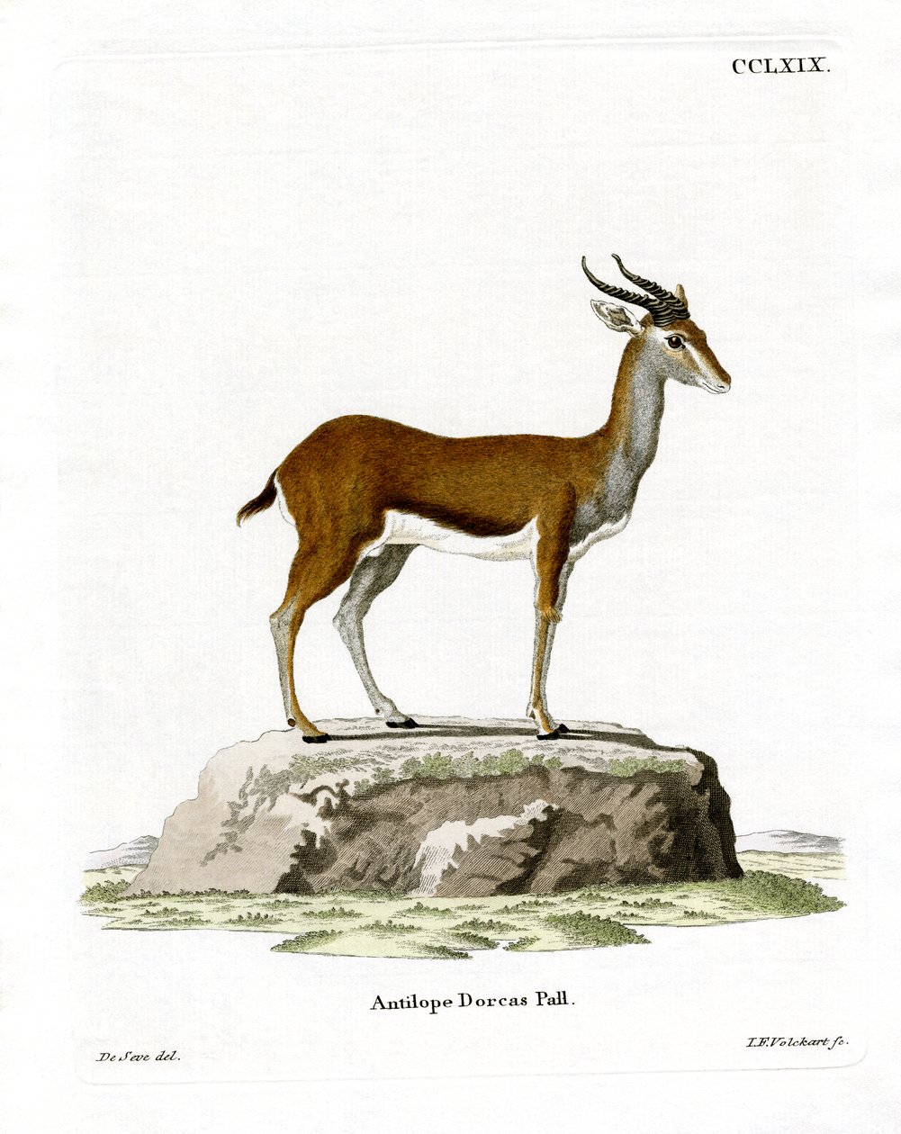 Dorcas Gazelle (farvet gravering) af German School