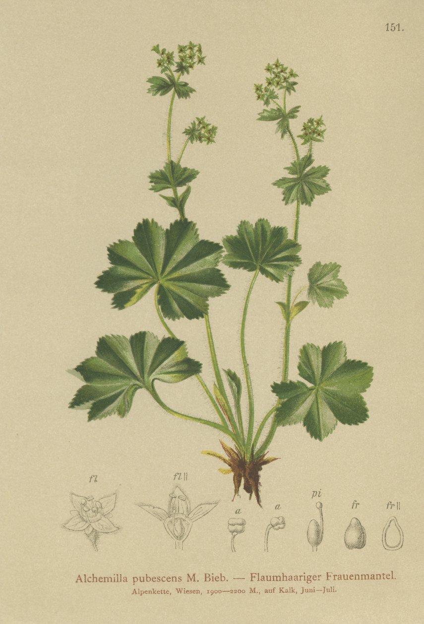 Dunet ladys Mantle (Alchemilla pubescens, Alchemilla glaucescens, ) af German School