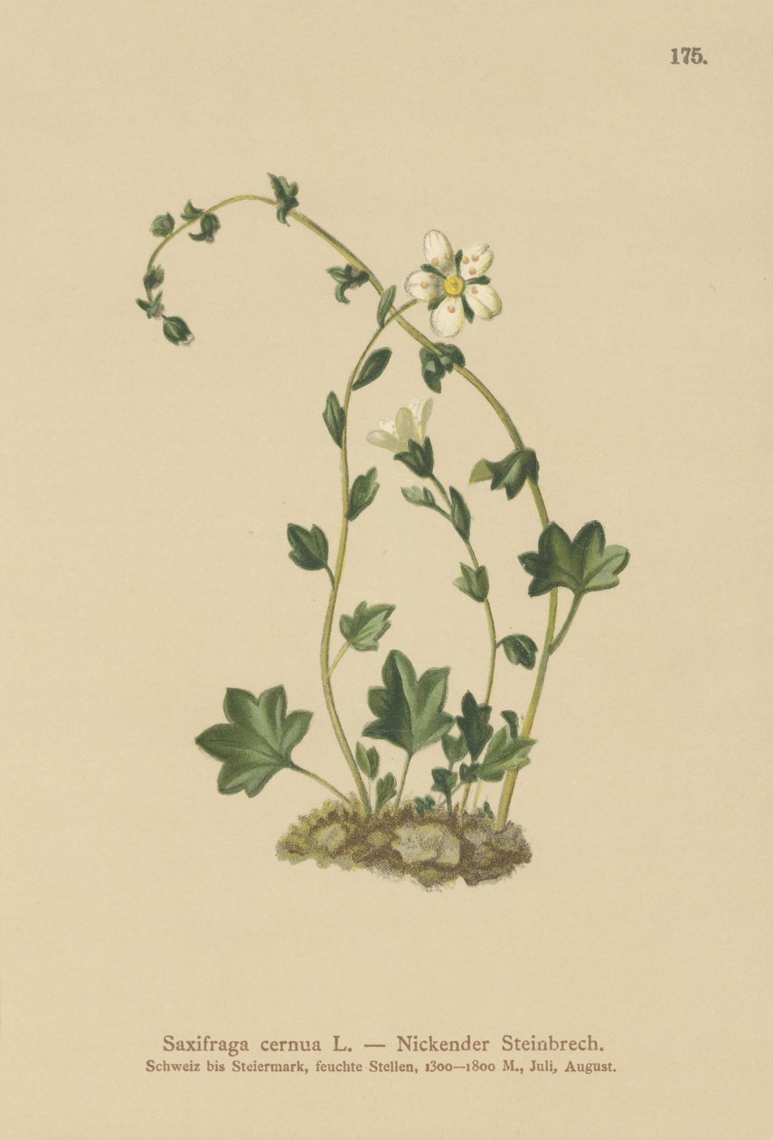 Nedhængende saxfrage (Saxifraga cernua) (farve litho) af German School