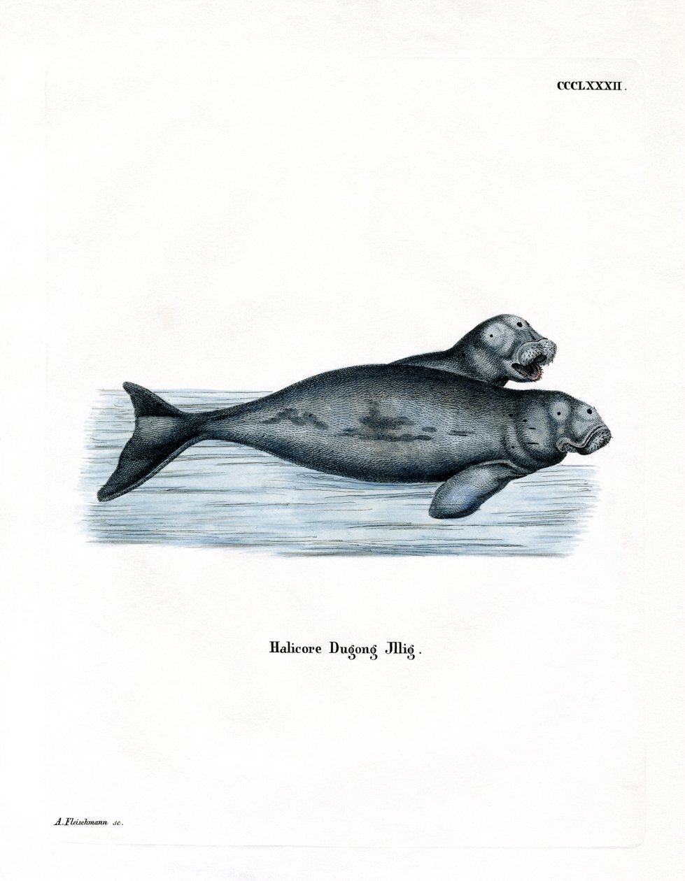 Dugong (farvet gravering) af German School