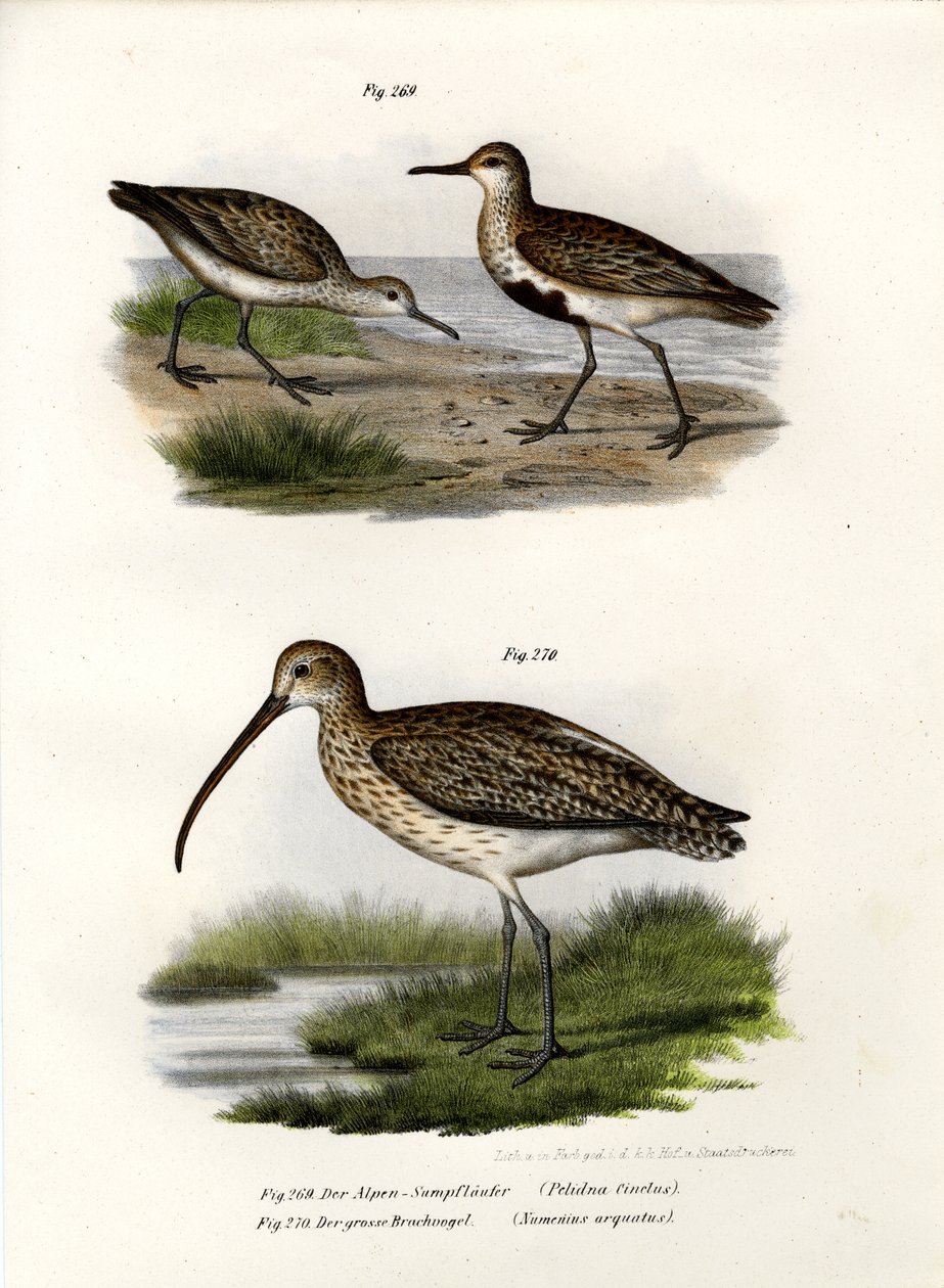 Dunlin, 1864 af German School