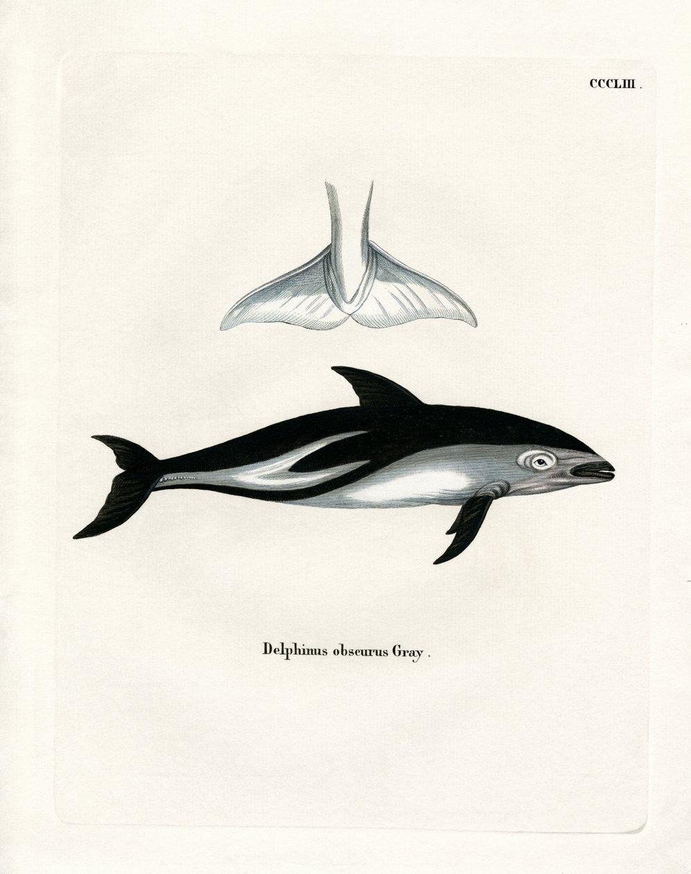 Dusky Dolphin (farvet gravering) af German School