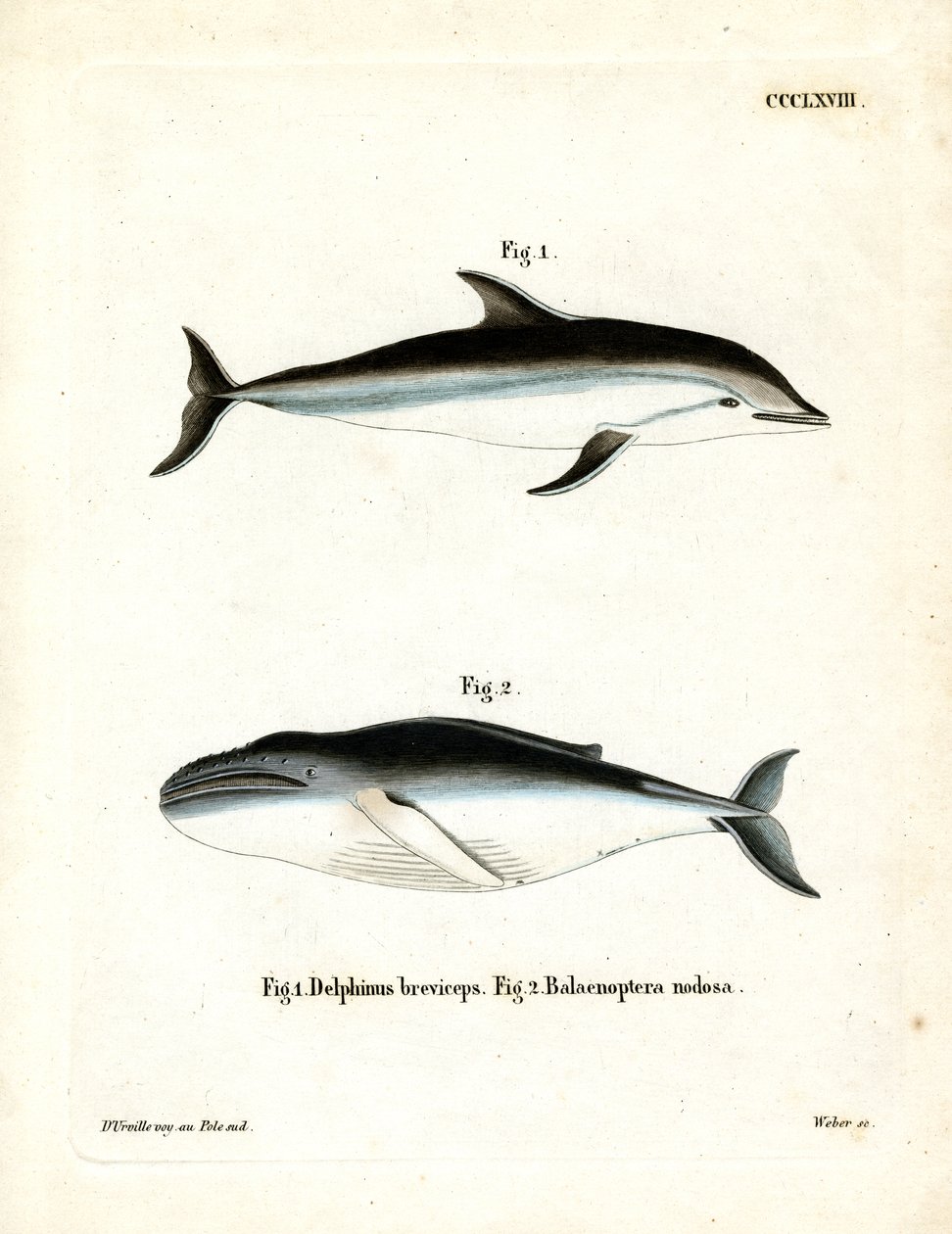 Dusky Dolphin (farvet gravering) af German School