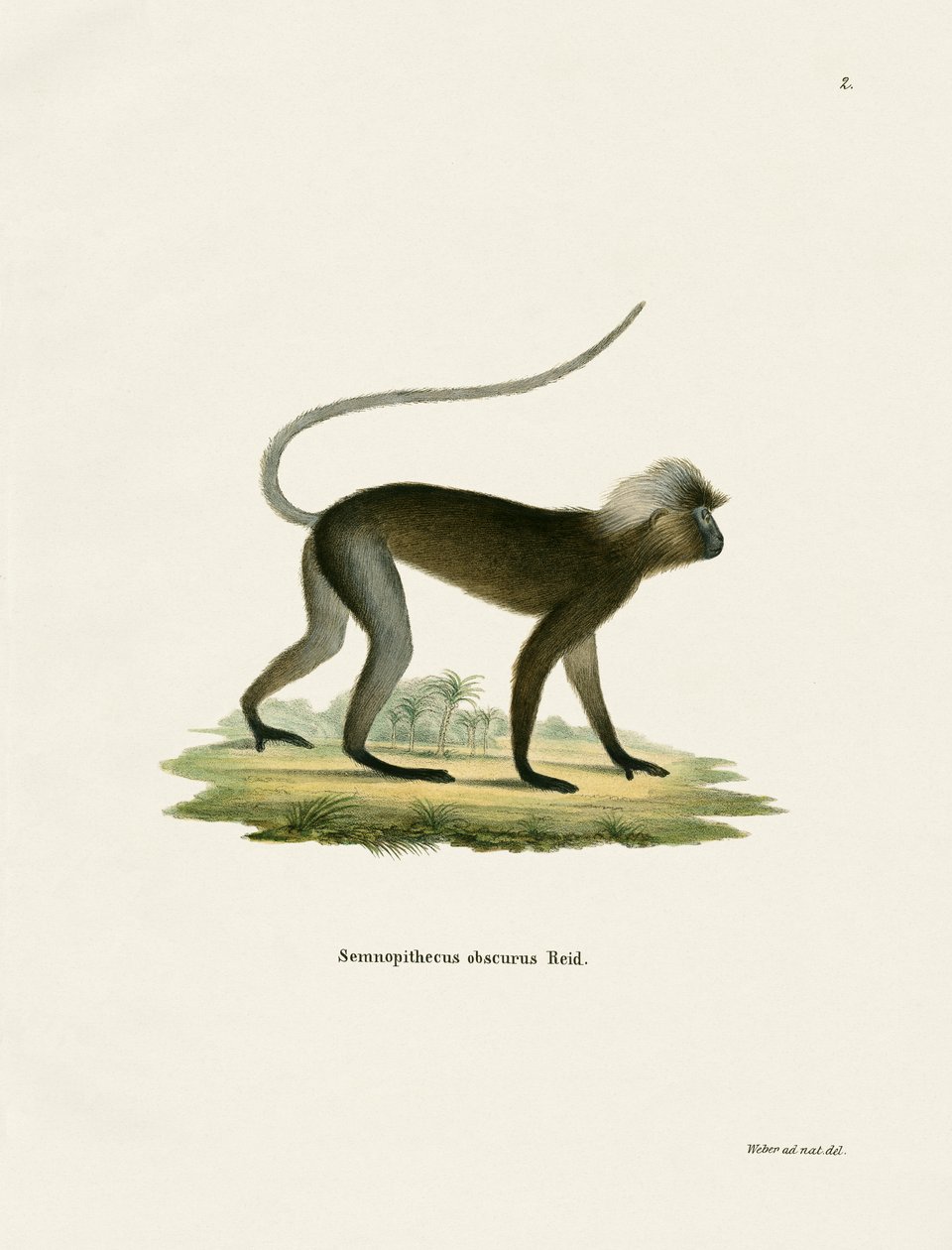 Dusky Leaf Monkey (farvet indgravering) af German School
