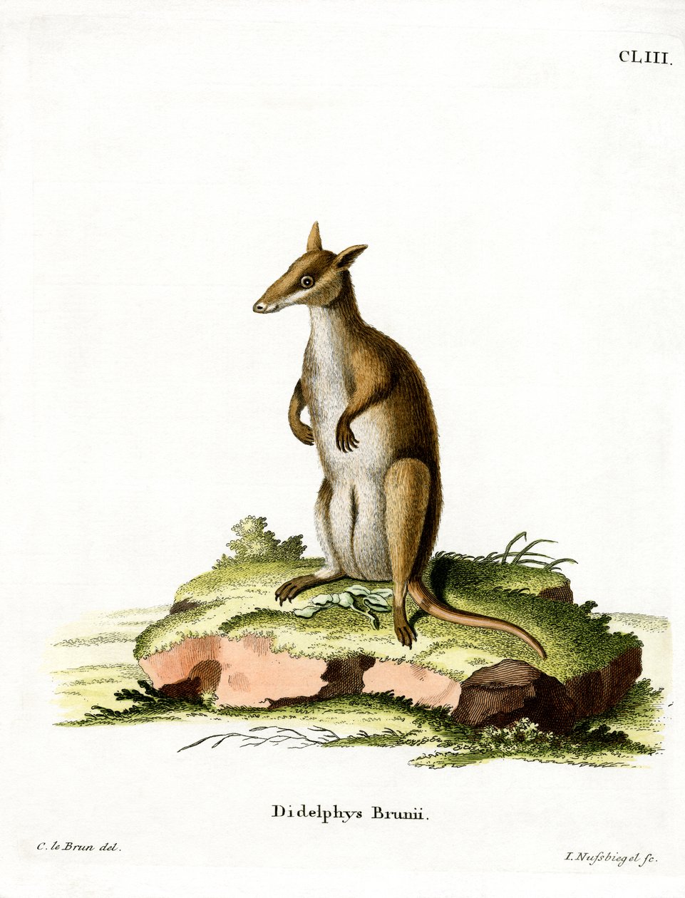 Dusky Wallaby (farvet gravering) af German School