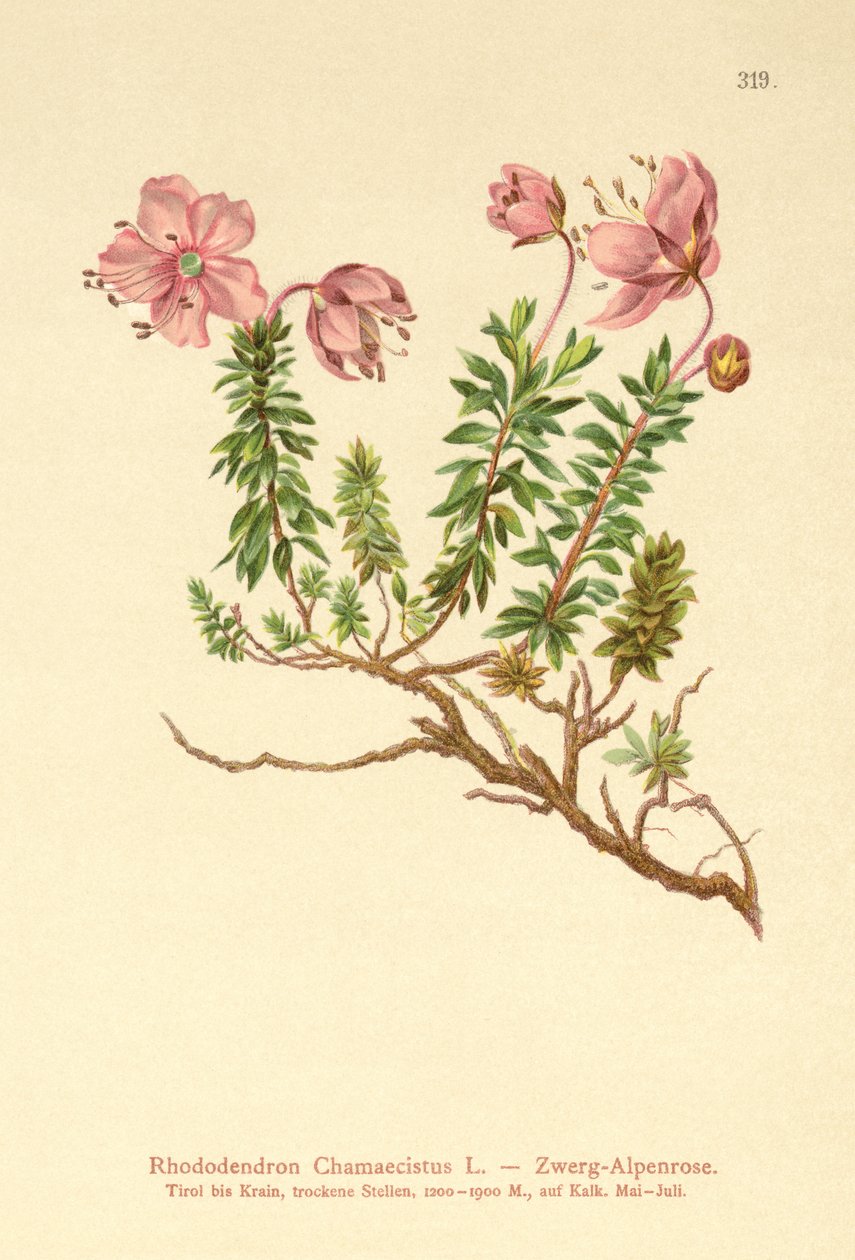 Dværg Alpenrose (Rhododendron Chamaecistus) af German School