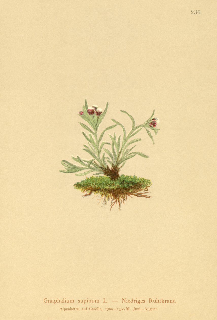 Dværg-Knold (Gnaphalium supinum) af German School