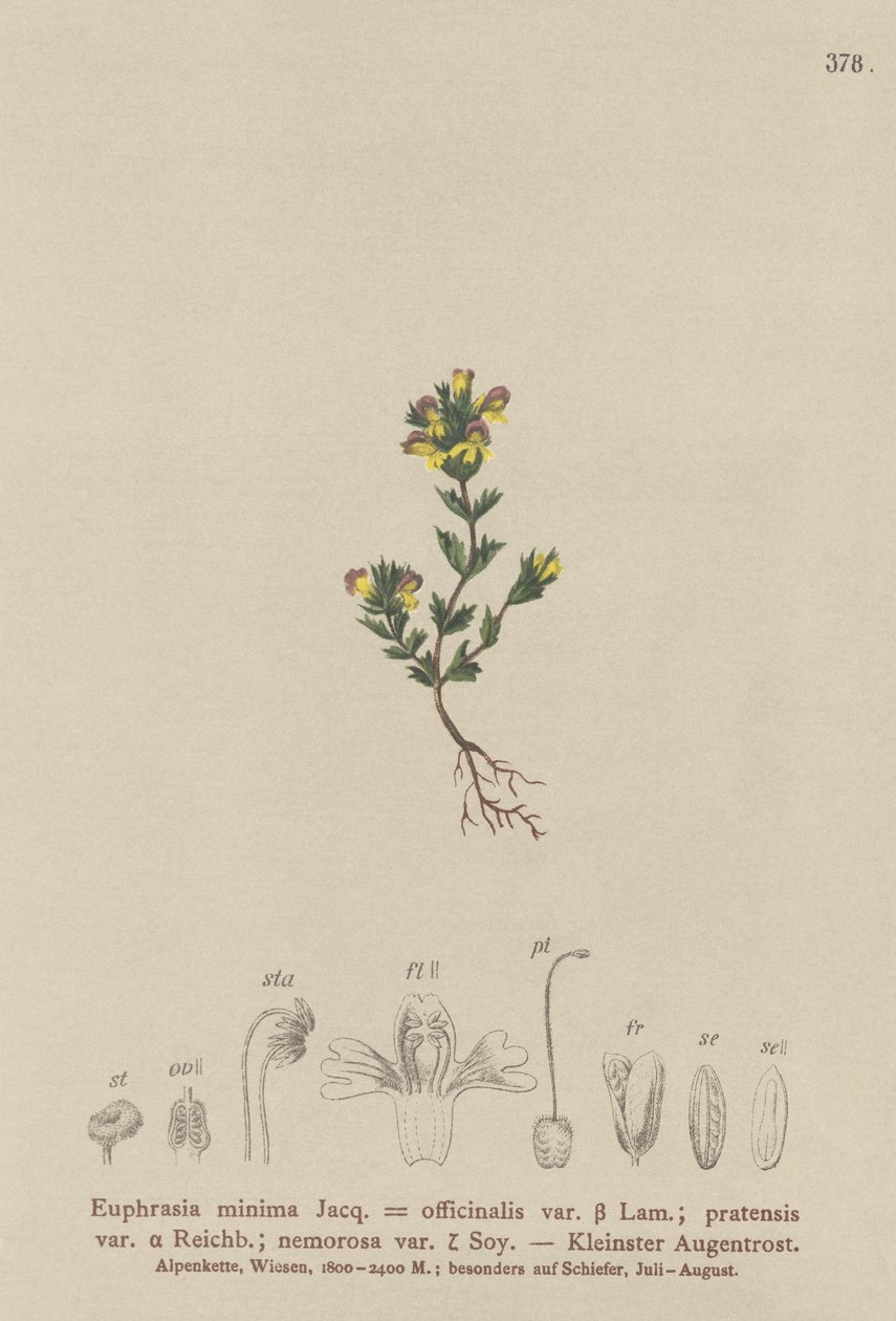 Dværg øjentrøst (Euphrasia minima, Euphrasia officinalis, Euphrasia pratensis var. nemorosa) af German School