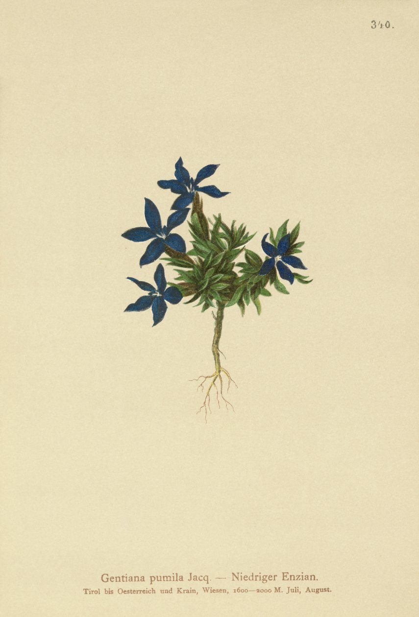 Dværg-ensian (Gentiana pumila) af German School