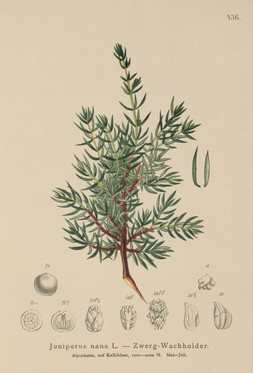 Dværg-ensian (Juniperus nana, Juniperus communis subsp. nana, Juniperus communis var. saxatilis) af German School