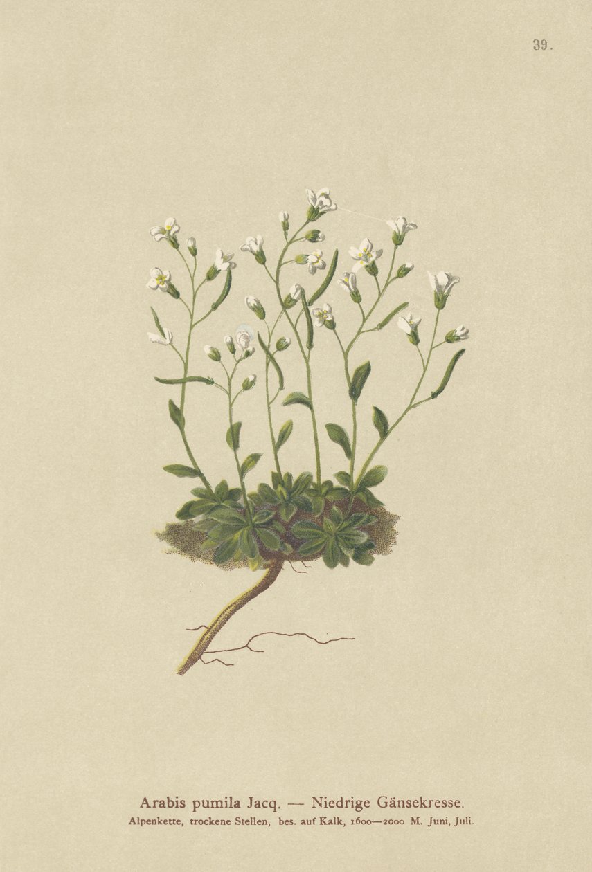 Dværg stenkarse (Arabis pumila) af German School