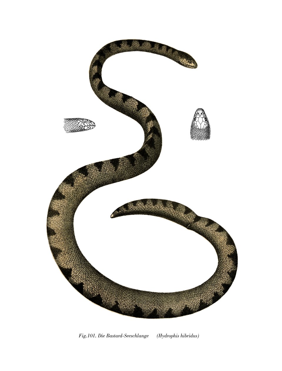 Dwarf Seasnake (farve litho) af German School