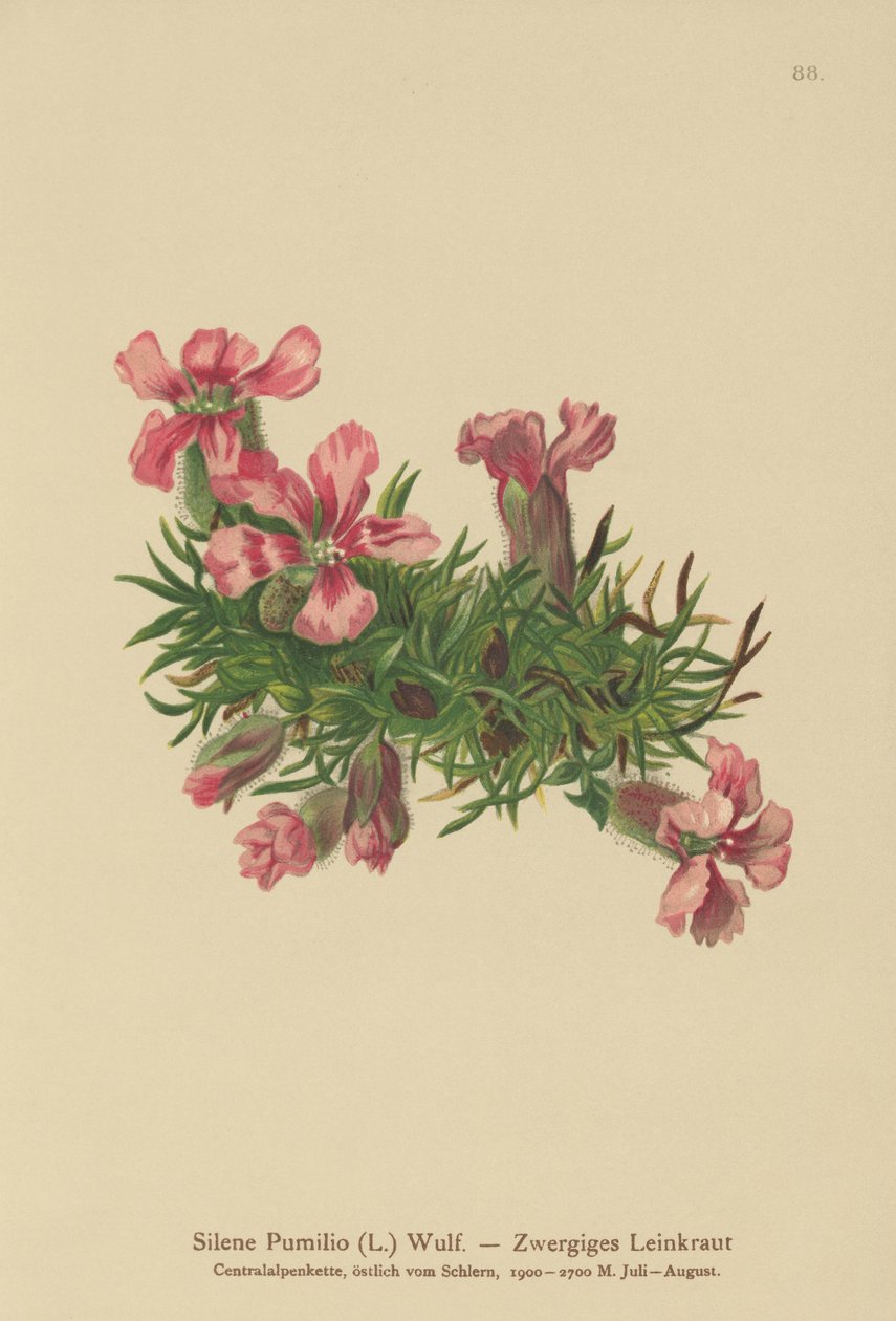 Dværg-sæbeurt (Silene pumilio, Saponaria pumilia) af German School