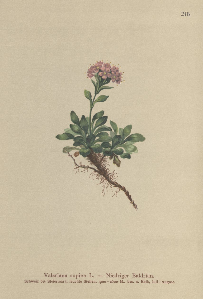 Dværg-Valerian (Valeriana supina) af German School